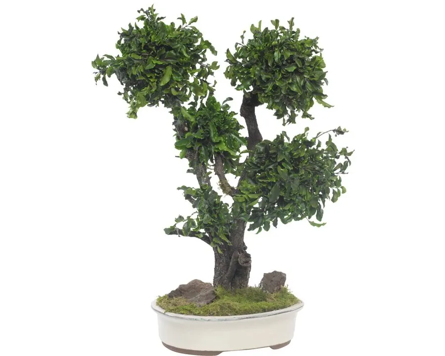 obrazek 3 Dekoracyjne Bonsai z konserwowanego pitosporum