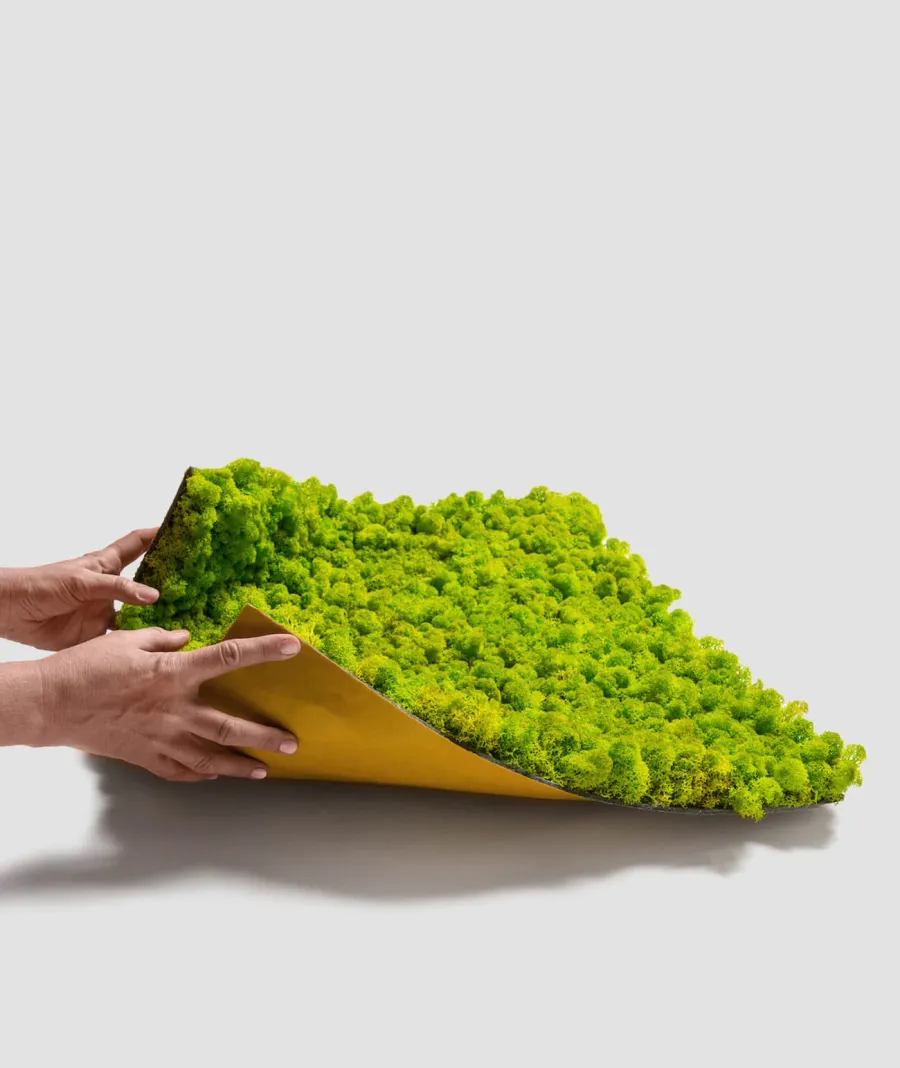 obrazek 1 80x40 cm Chrobotek FLEXY, mech reniferowy islandzki (003 wiosenna zieleń)