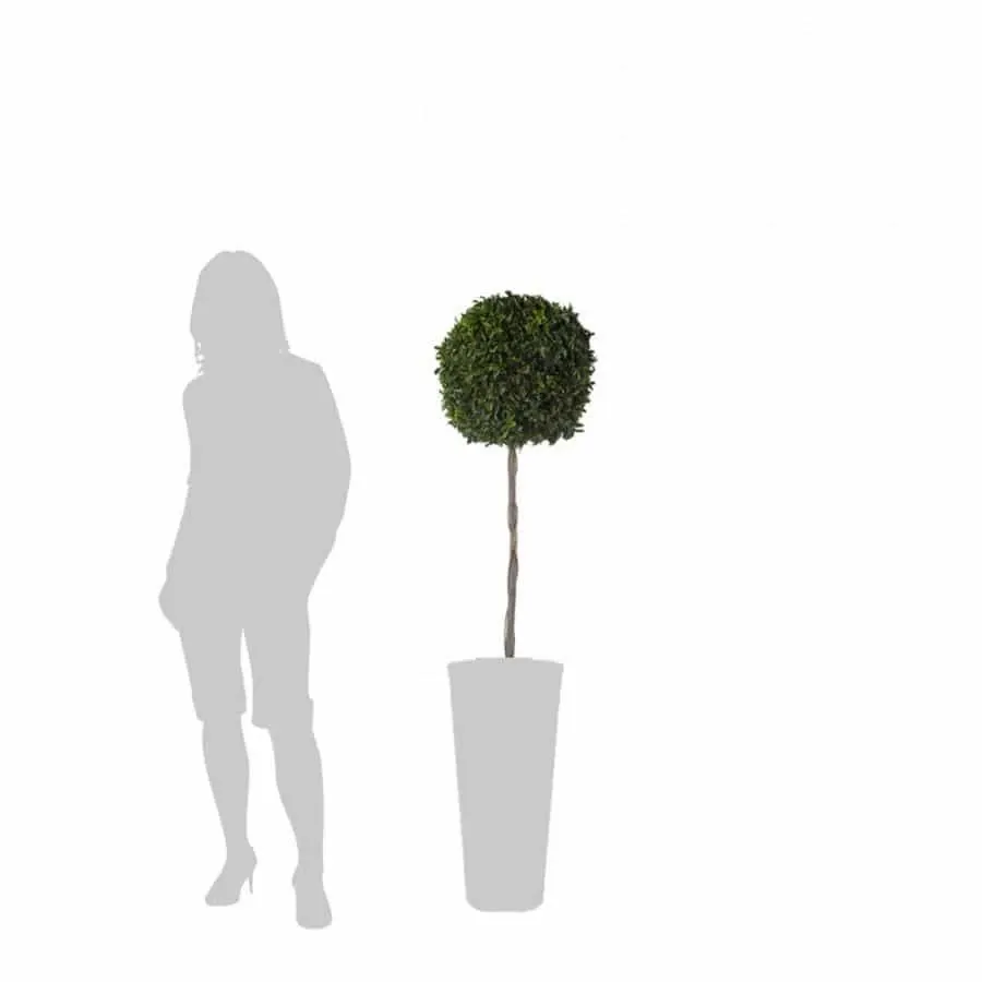obrazek 2 Wysoka topiaria z ustabilizowanego pitosporum