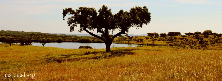 obrazek 4 Designerskie piękne lustro inspirowane portugalskimi dębami korkowymi - Insidherland