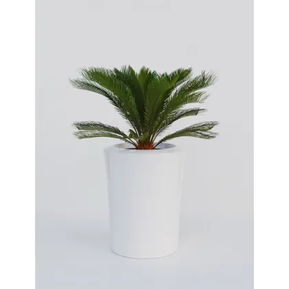 Zdjęcie Duża donica do biura/tarasu/ogrodu Garafia