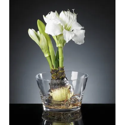 Picture An unusual plant with a bulb in a vase for the dining room