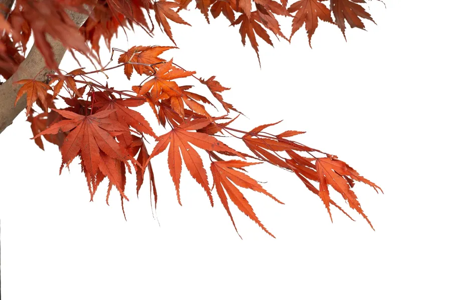 obrazek 12 Stabilizowane Bonsai z klonu japońskiego – stylowa dekoracja