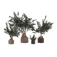 Zdjęcie Miniaturowy ustabilizowany gaj z drzewek oliwnych