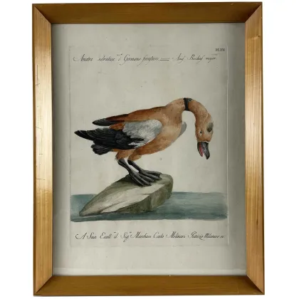 Picture A tasteful antique print of The Wild Duck from the 18th century