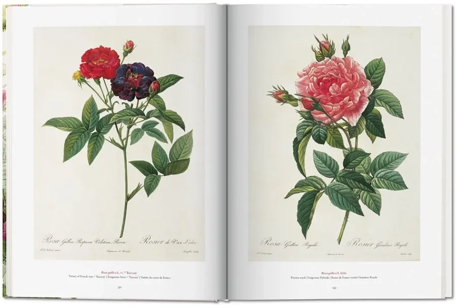 obrazek 6 Książka Redouté. The Book of Flowers - Taschen
