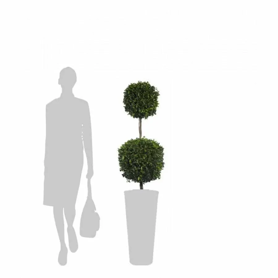 obrazek 2 Podwójna forma cięta z ustabilizowanego pittosporum