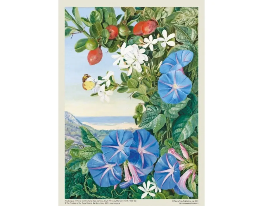 obrazek 3 Puzzle dla dorosłych Kew: Marianne North: Amatungula i Blue Ipomoea, Republika Południowej Afryki - Flame Tree Publishing