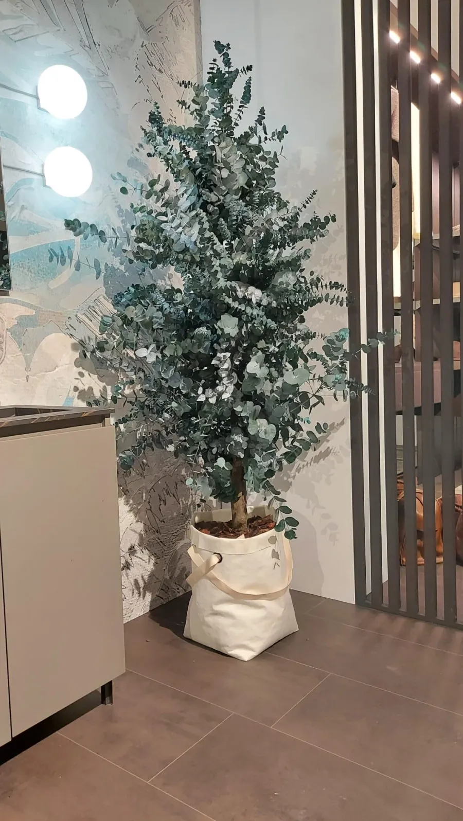 obrazek 5 Stabilizowane drzewo eukaliptusowe cinerea